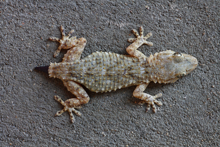 Geko